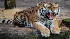 Srisailam Tiger Reserve 